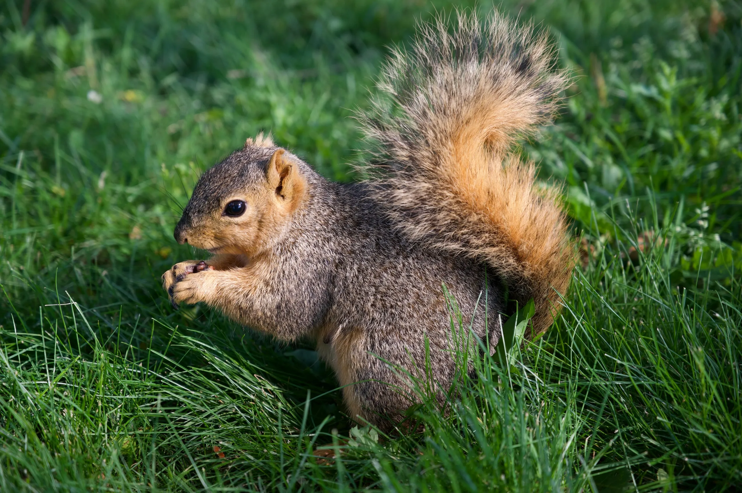 A fox squirrel eating in the grass, its bushy tail curled up behind it