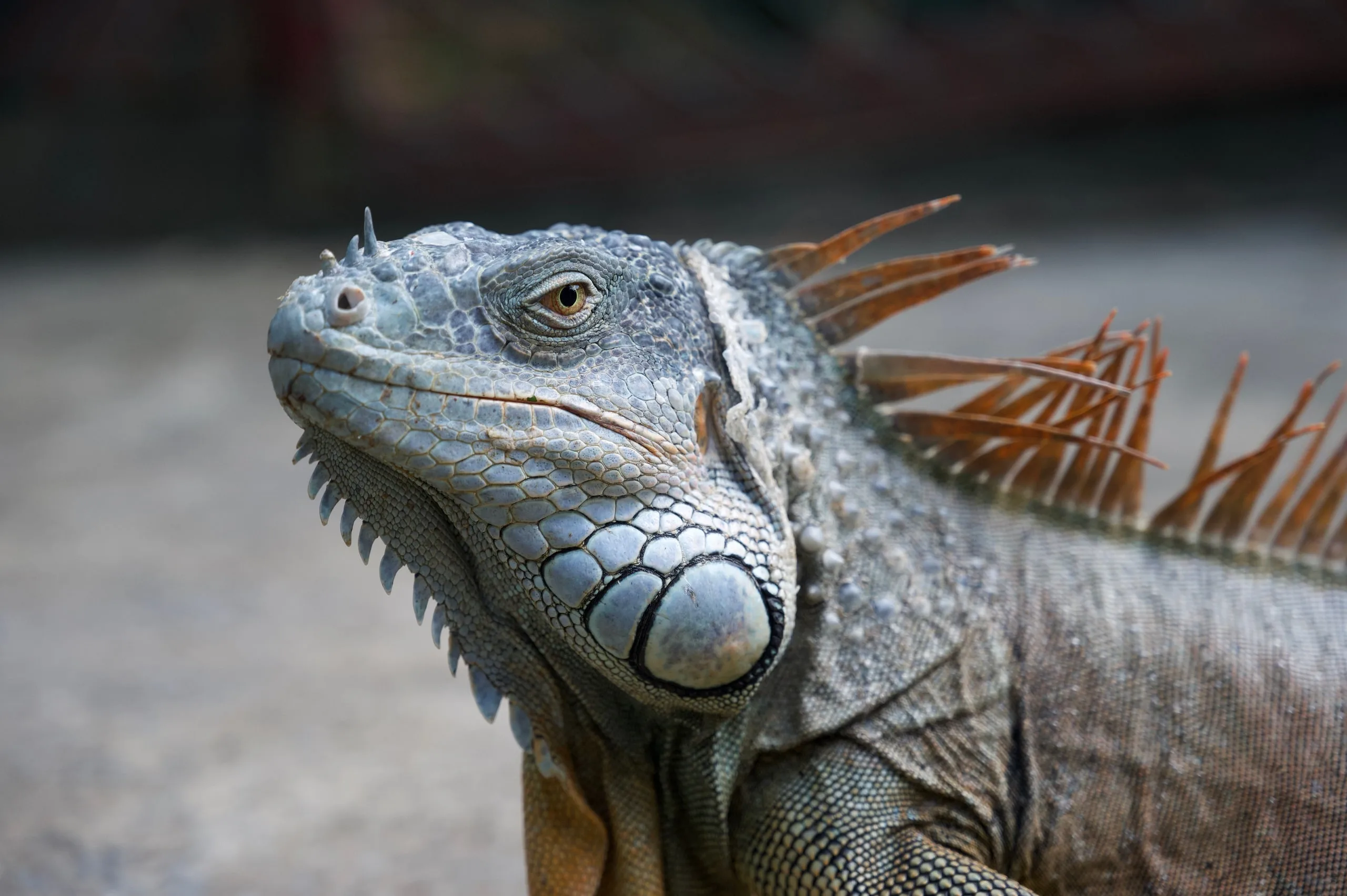 Close-up of a grey-green iguana showing its spiny crest