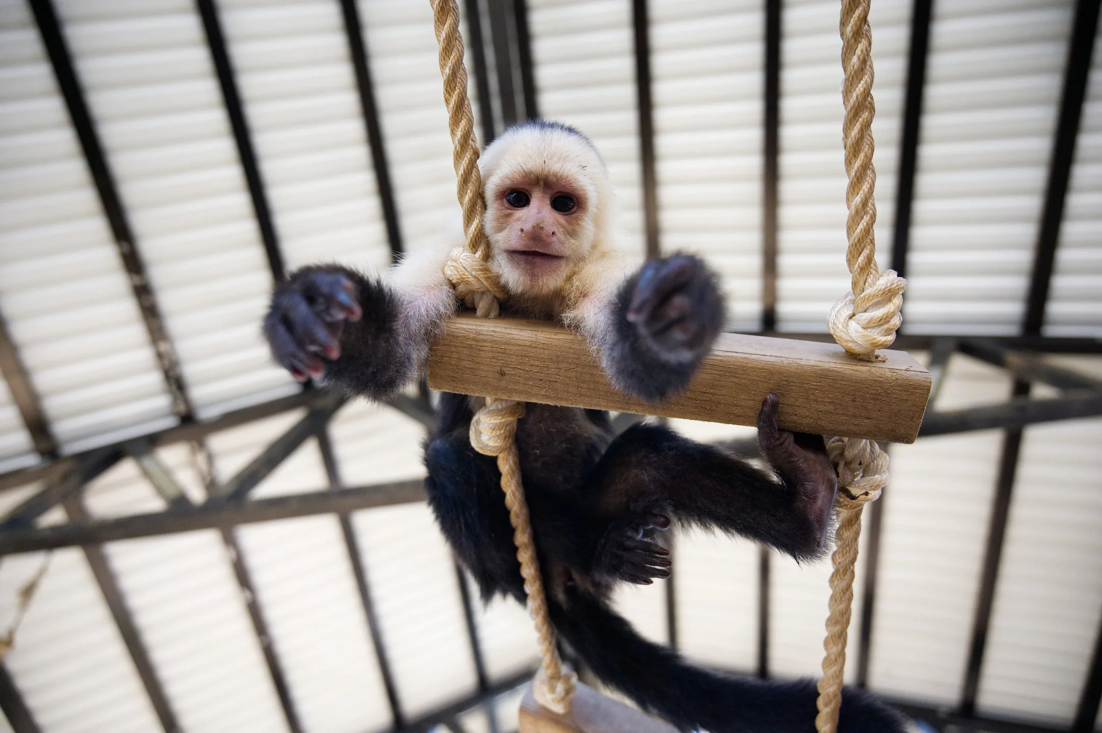 A capuchin monkey on a rope swing — edited