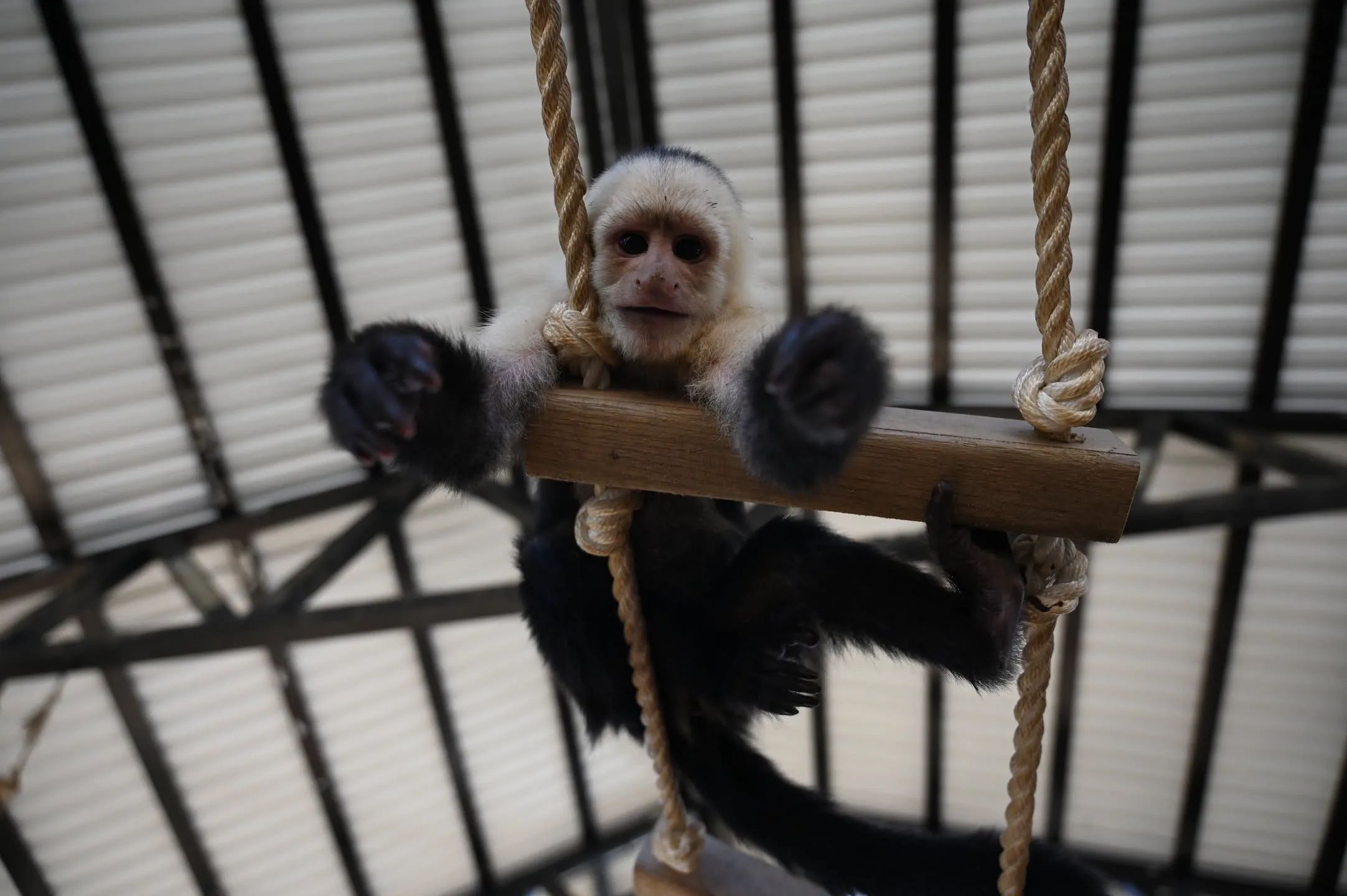 A capuchin monkey on a rope swing — raw
